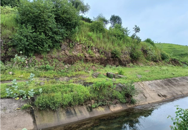 Vegetation on cement concrete lined canal